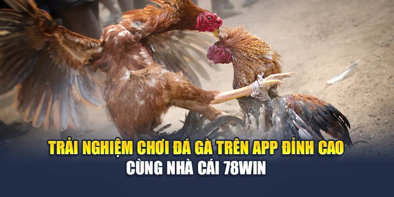 Trải Nghiệm Chơi Đá Gà Trên App Đỉnh Cao Cùng Nhà Cái 78WIN