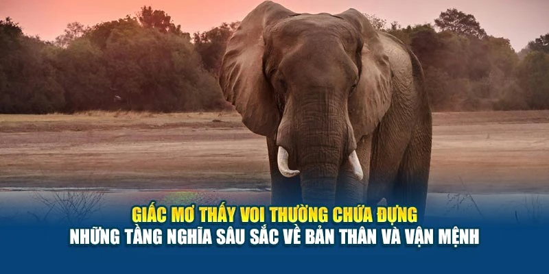 Giấc mơ thấy voi thường chứa đựng những tầng nghĩa sâu sắc về bản thân và vận mệnh