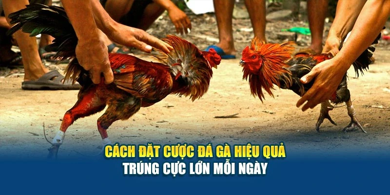 Cách Đặt Cược Đá Gà Hiệu Quả - Trúng Cực Lớn Mỗi Ngày